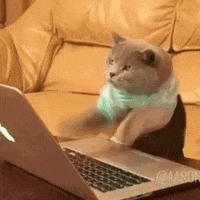 a cat smashing on a laptop keyboard